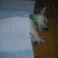 Durmiendo bien abrigada